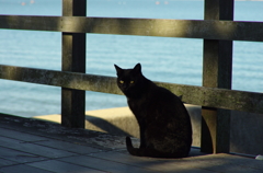 黒猫
