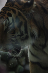 野性動物