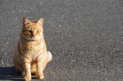 のら猫