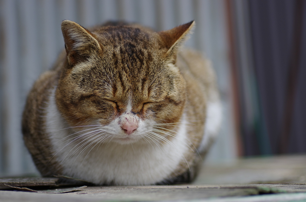 あー眠たい