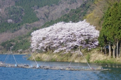湖北の桜