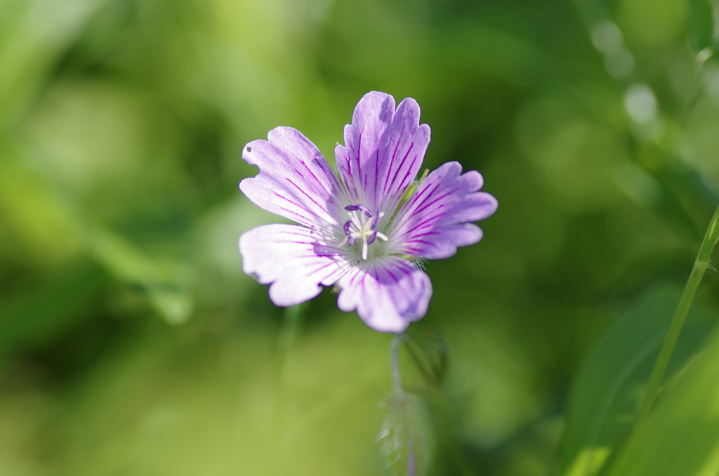 伊吹山の花イブキフウロ