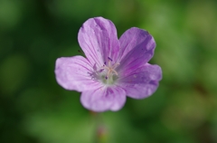 伊吹山の花エゾフウロ