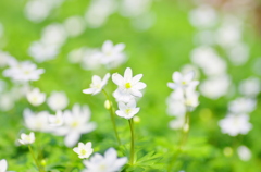 ニリンソウの花畑