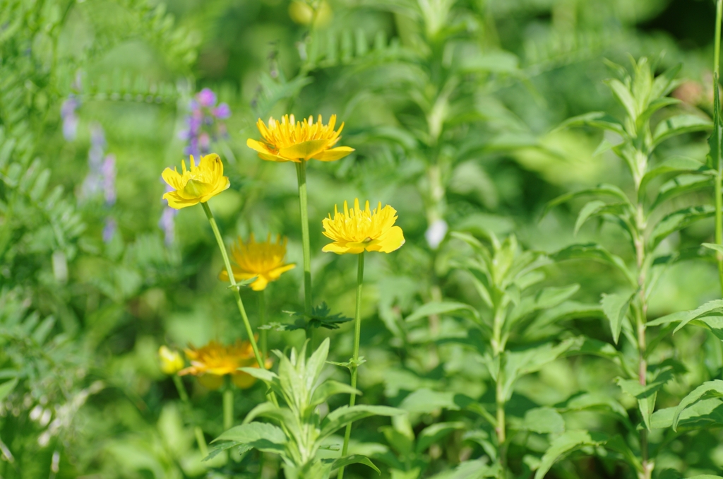 伊吹山の花キンバイソウ