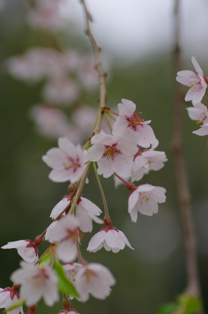 枝垂れ桜