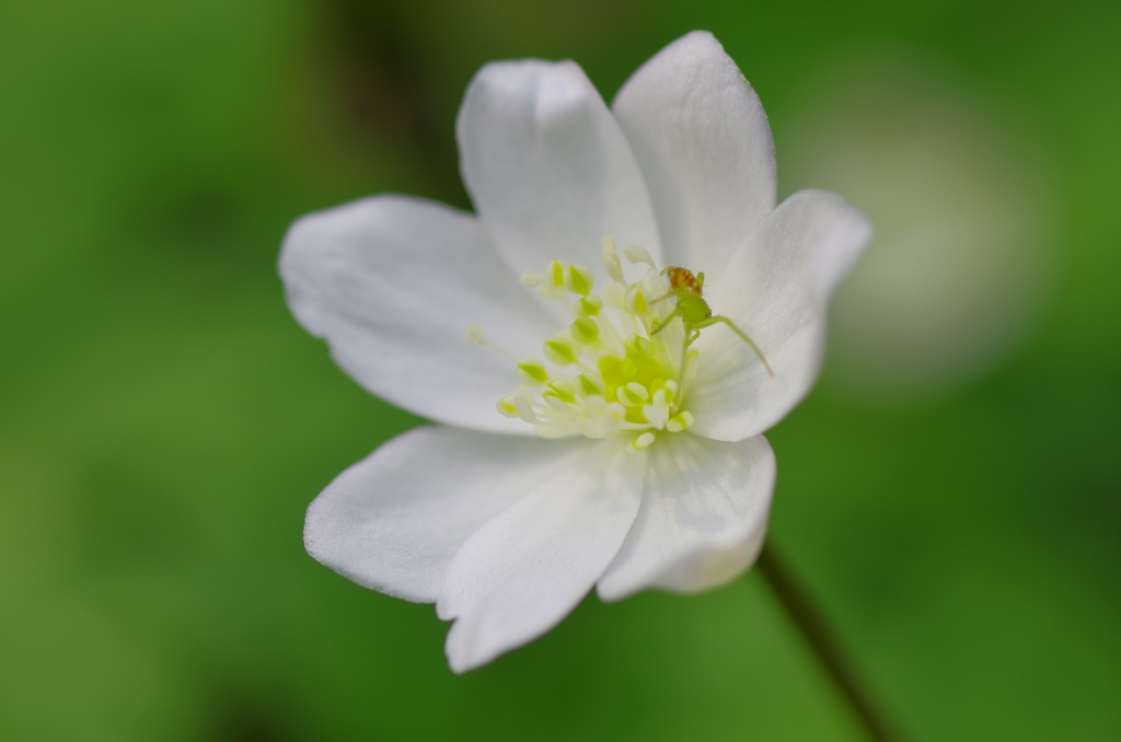 ニリンソウと蜘蛛