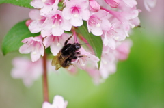 タニウツギの蜜を吸うクマバチ