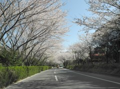 さくらのトンネル