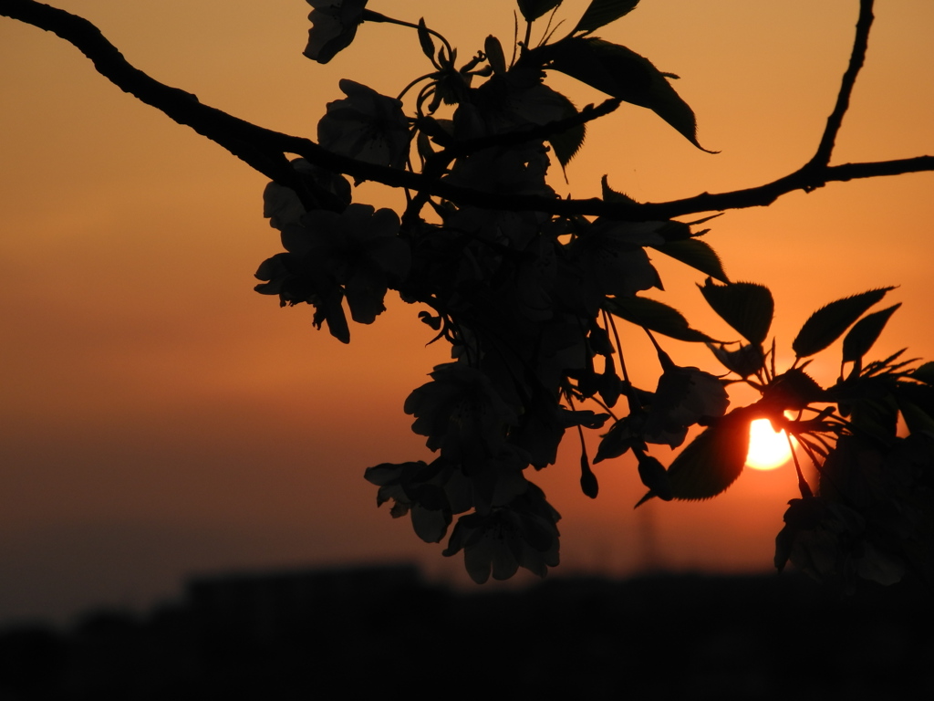 夕桜