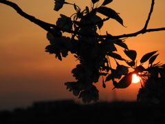 夕桜