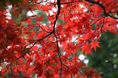momiji1