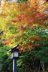 弥彦神社入口