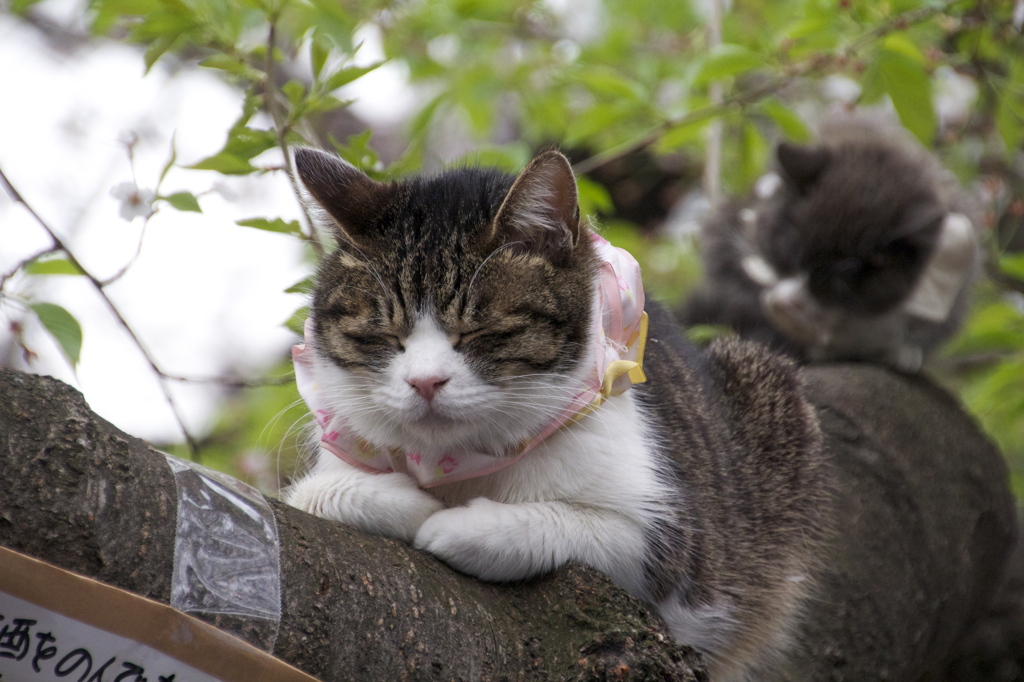 お昼寝ぬこ