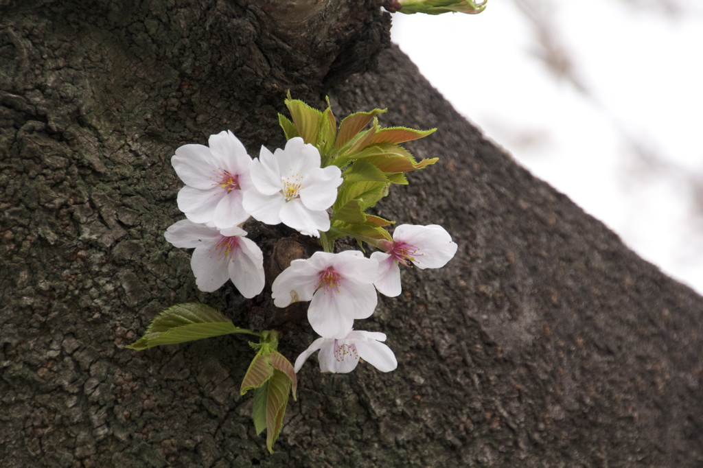 桜咲く