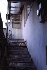 Stairs cat