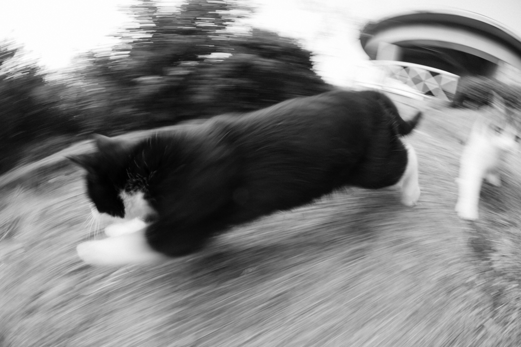 猫、まっしぐら