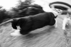猫、まっしぐら