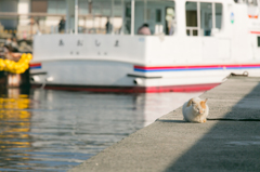 青島にて