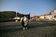 私の名前は、ドキンちゃん