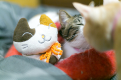 にゃかよし♪