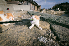 離さニャぃ！