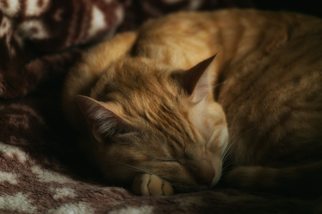 眠り猫