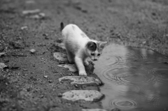 It's rain