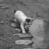 It's rain