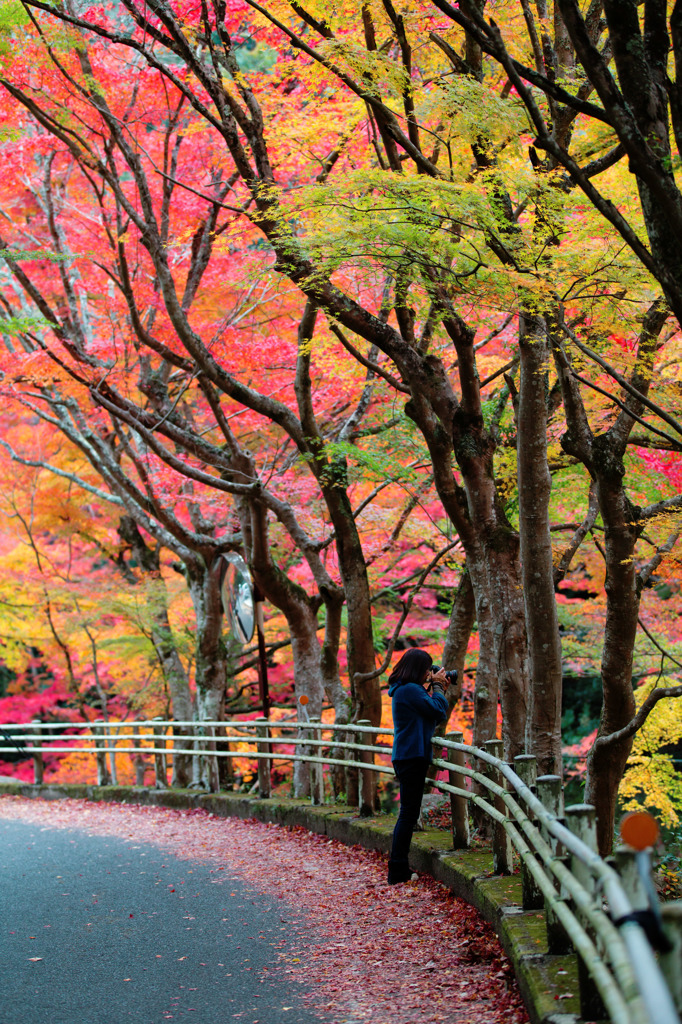 紅葉狩り