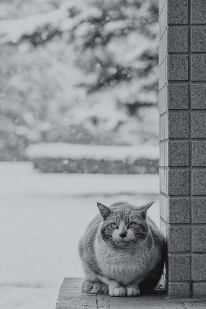 雪の日