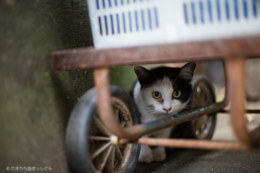 路地猫