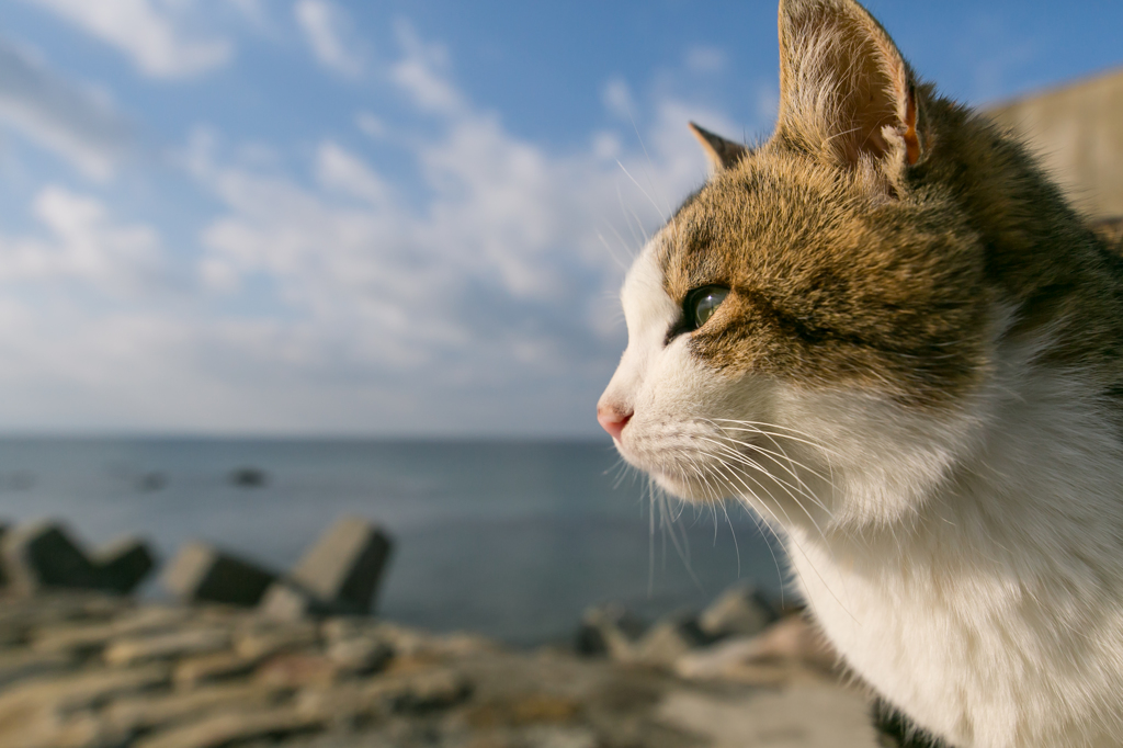 島猫