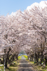 桜の道