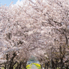 桜の道