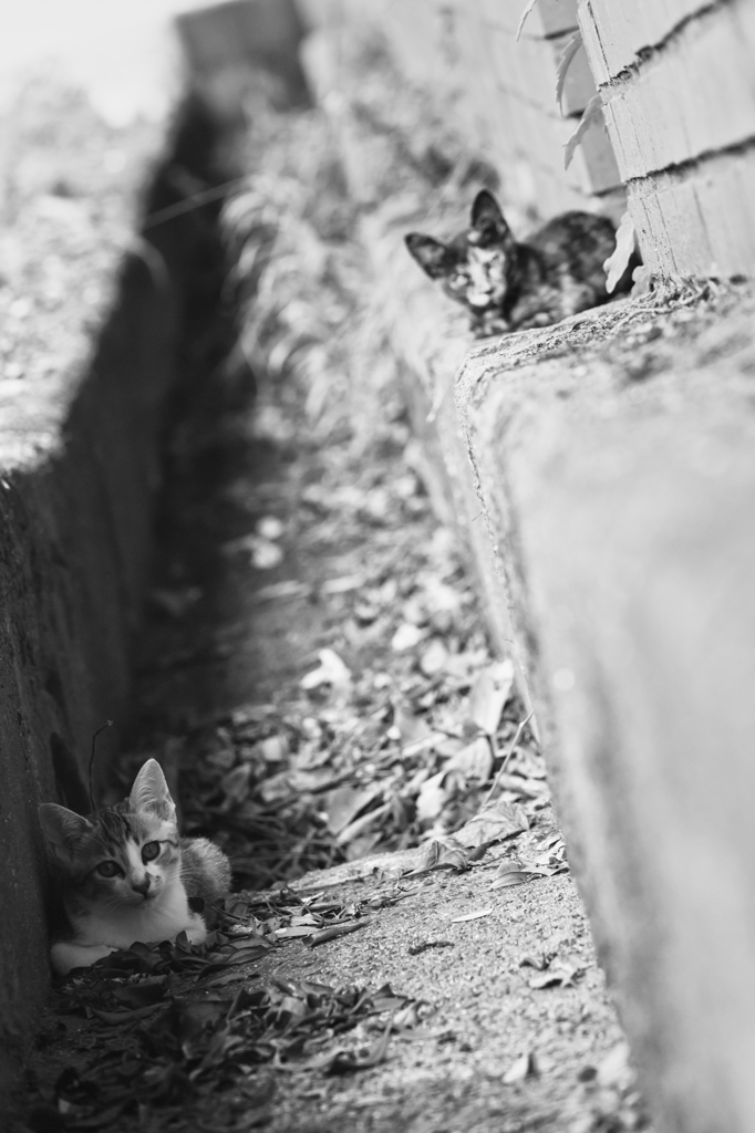 溝にハマってにゃにしてるにゃ？