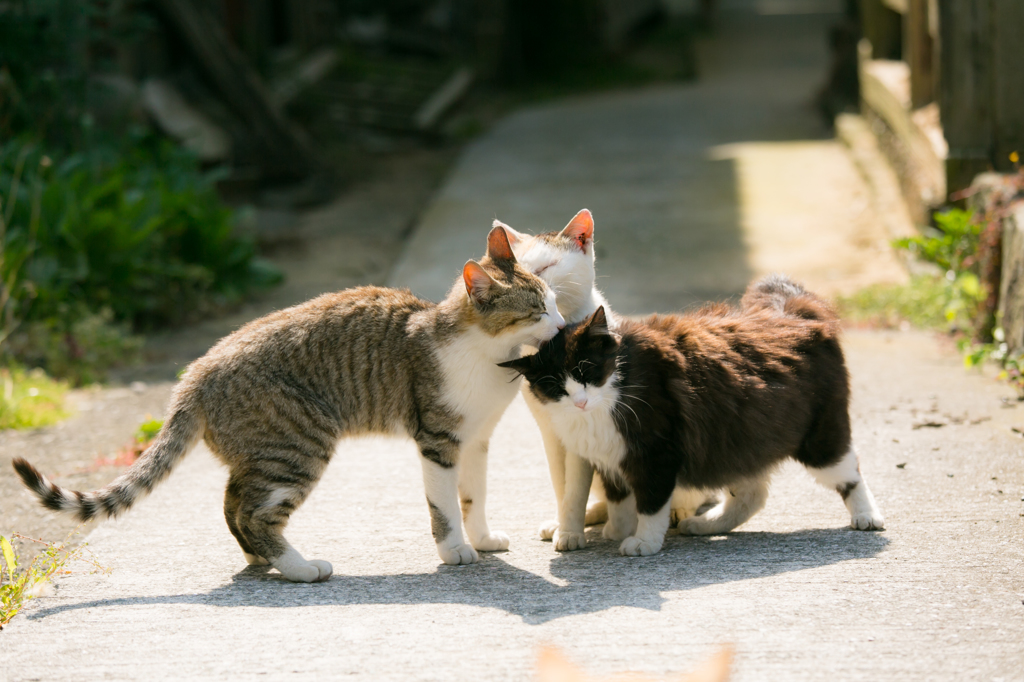 親愛なる者へ
