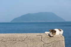 海は広いにゃ、眠たいにゃ♪