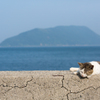 海は広いにゃ、眠たいにゃ♪