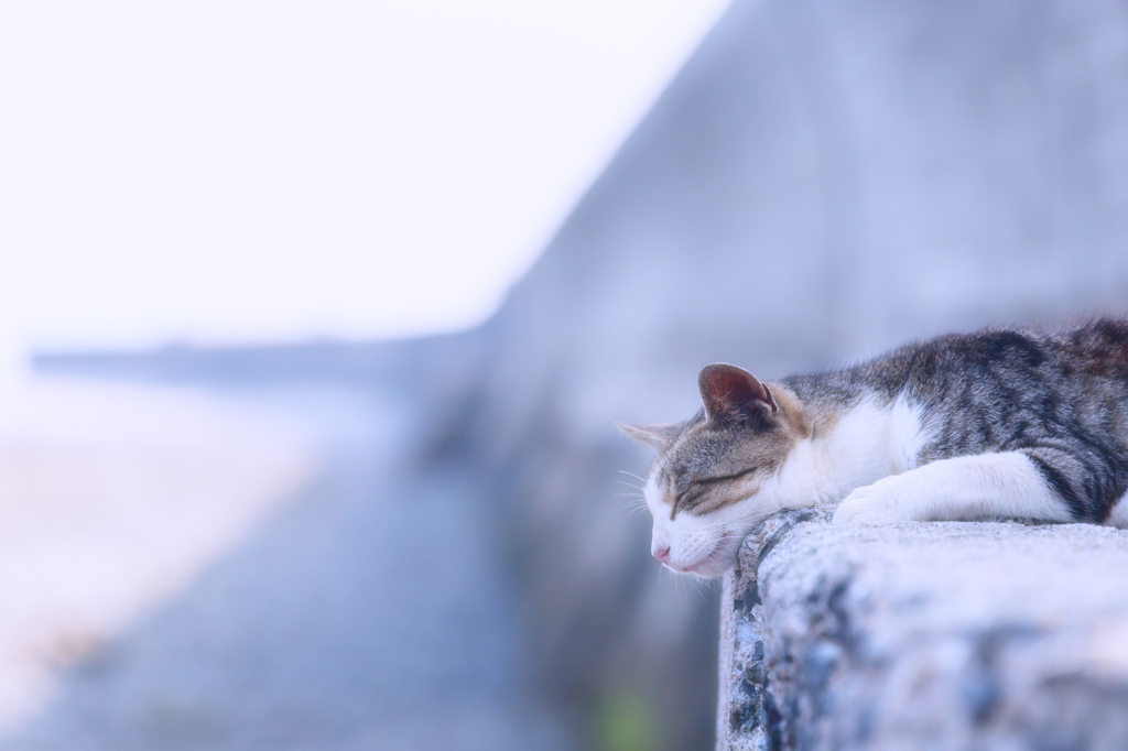 しまねこさんのゆめ
