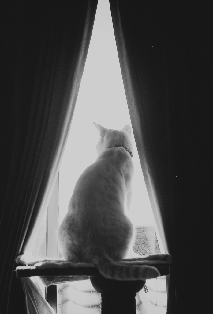 窓