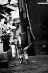 路地を往く