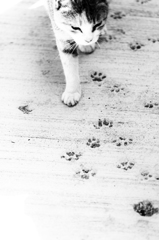 猫道