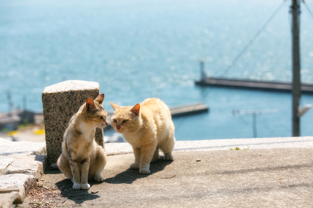 ねこ歩きの舞台にて