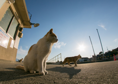 しまねこ日和