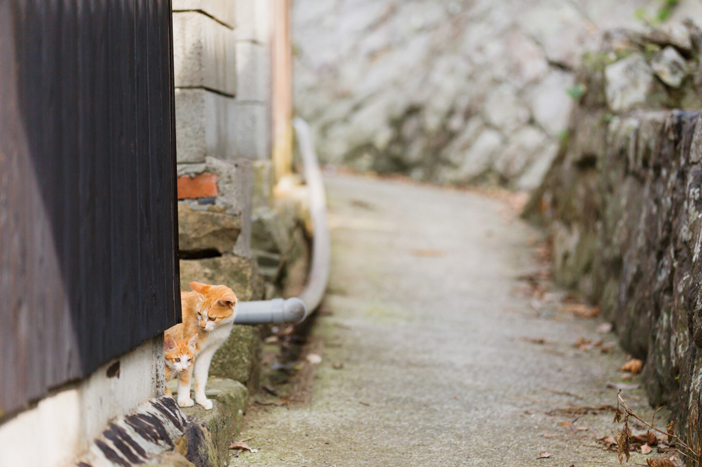 まなざし