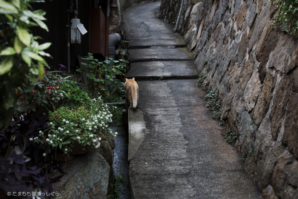 坂の町