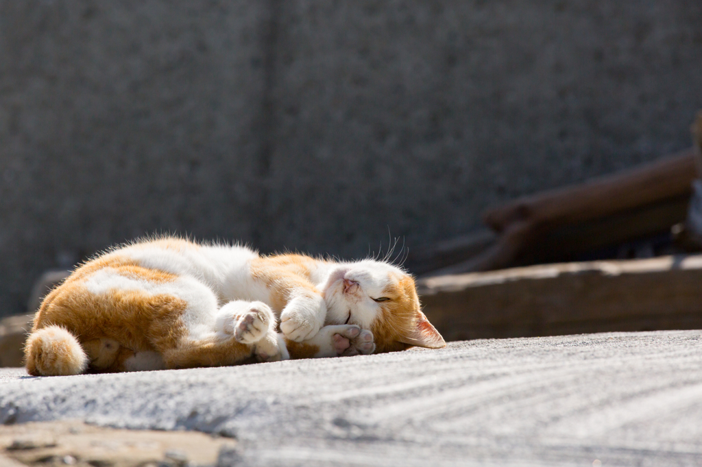 眠り誘う、心地よい日差し