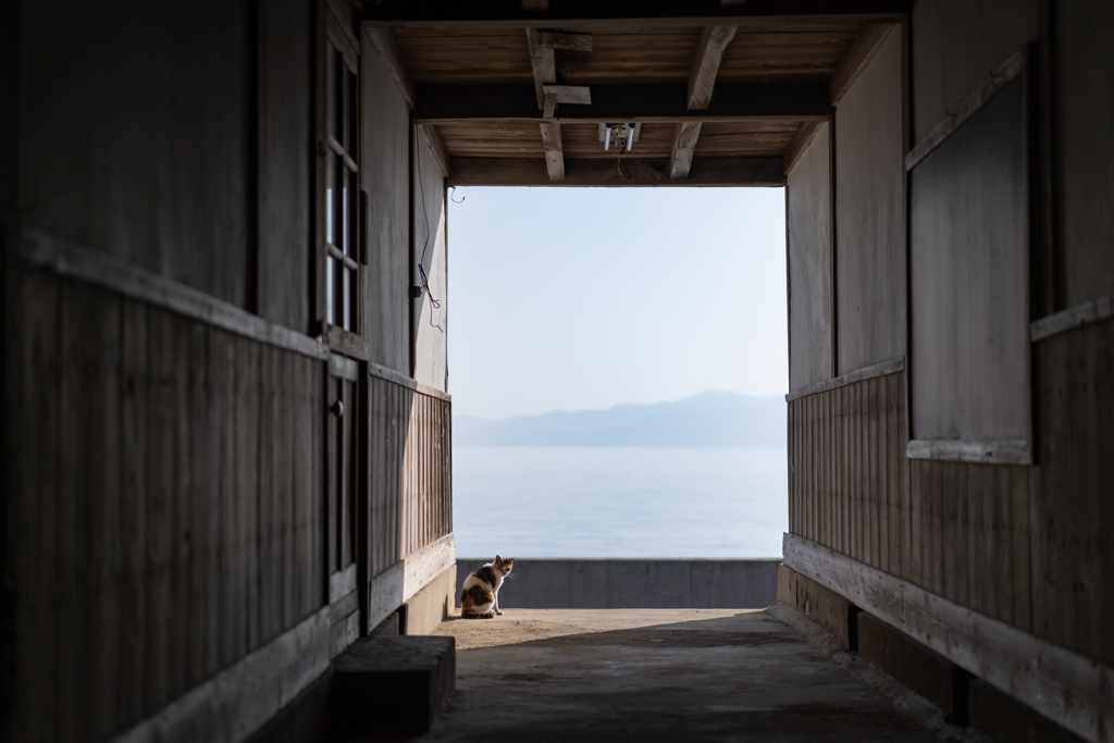 横浜赤レンガ倉庫ねこ写真展2018④