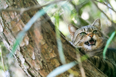 猫鳴く